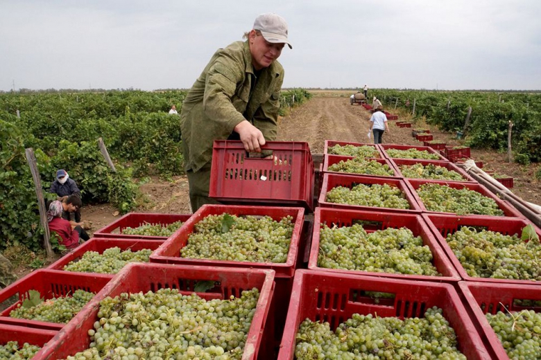 Донские виноградари ожидают хороший урожай